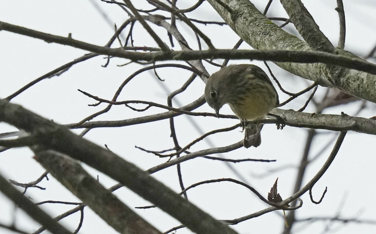 Cape May Warbler - ML623888699