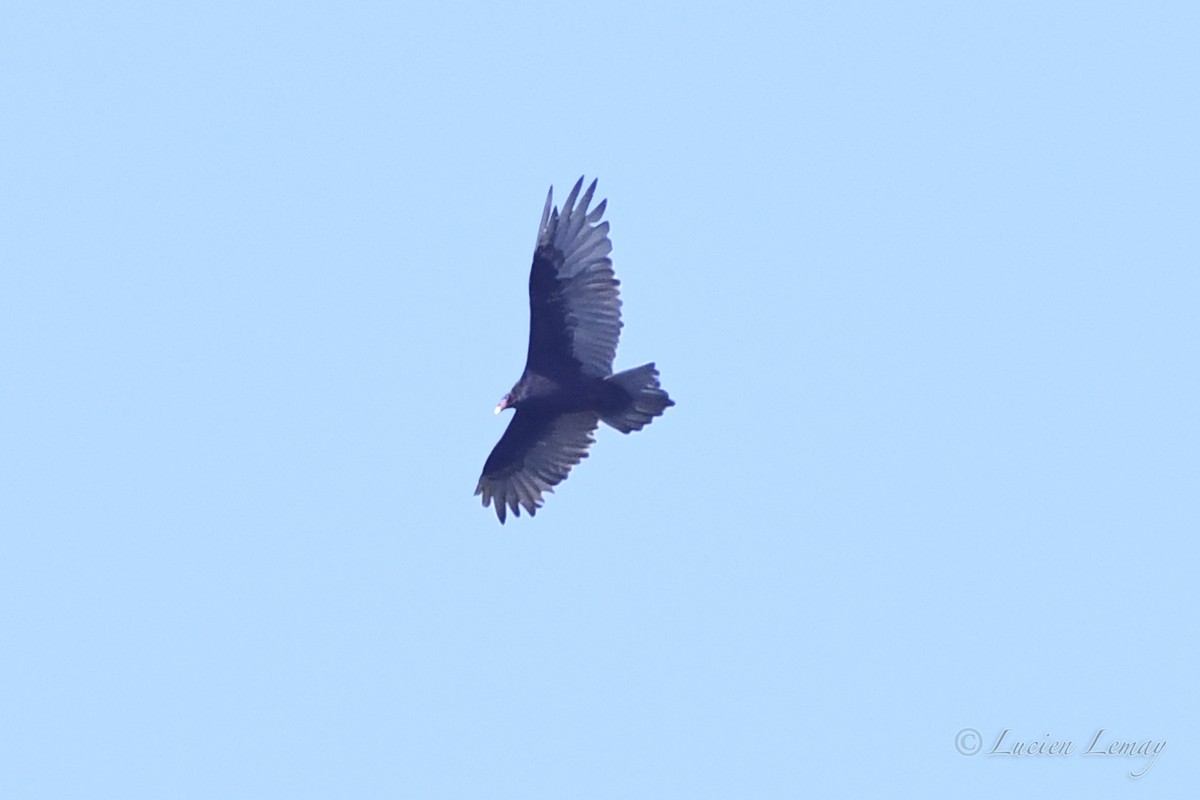 Turkey Vulture - Lucien Lemay