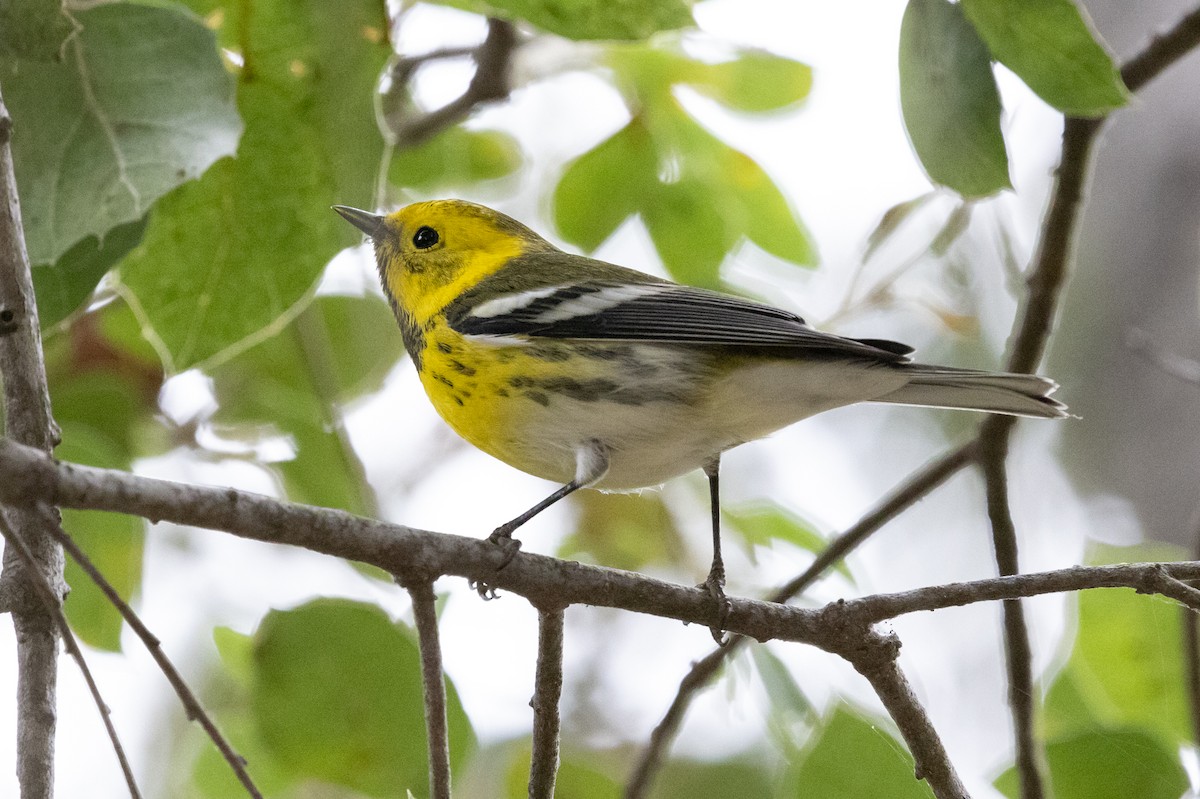 Townsend's x Hermit Warbler (hybrid) - ML623888704