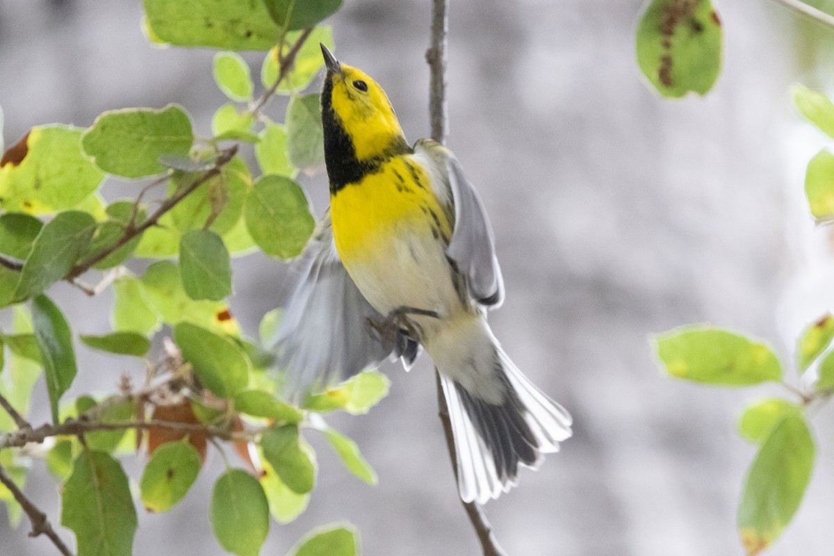 Townsend's x Hermit Warbler (hybrid) - ML623888706