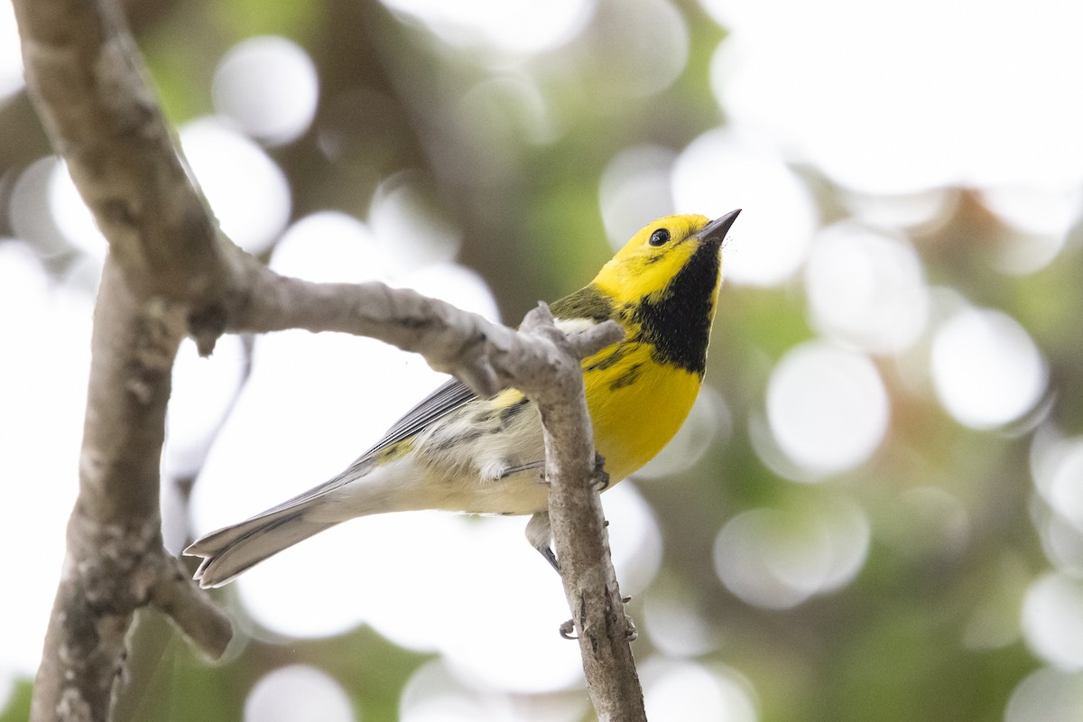 Townsend's x Hermit Warbler (hybrid) - ML623888708