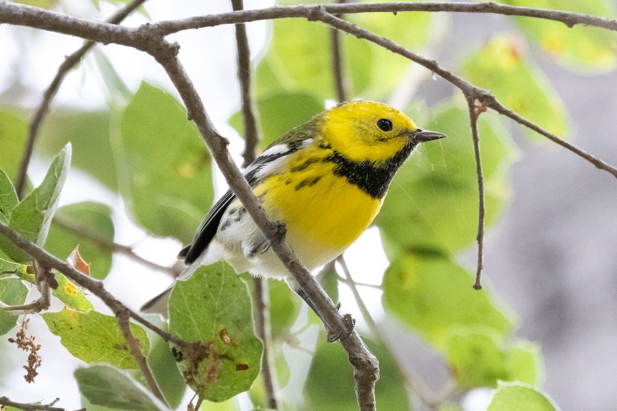 Townsend's x Hermit Warbler (hybrid) - ML623888709