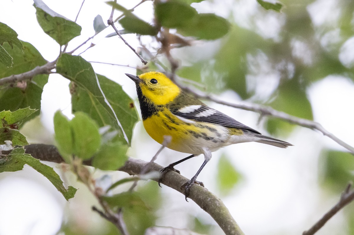 Townsend's x Hermit Warbler (hybrid) - ML623888710