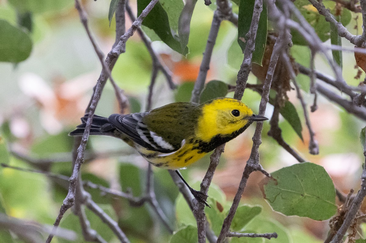 Townsend's x Hermit Warbler (hybrid) - ML623888711