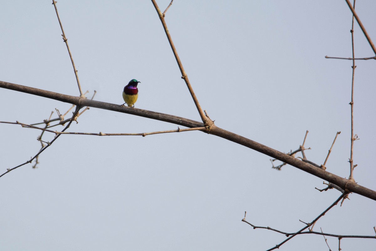 Crimson-backed Sunbird - ML623888714