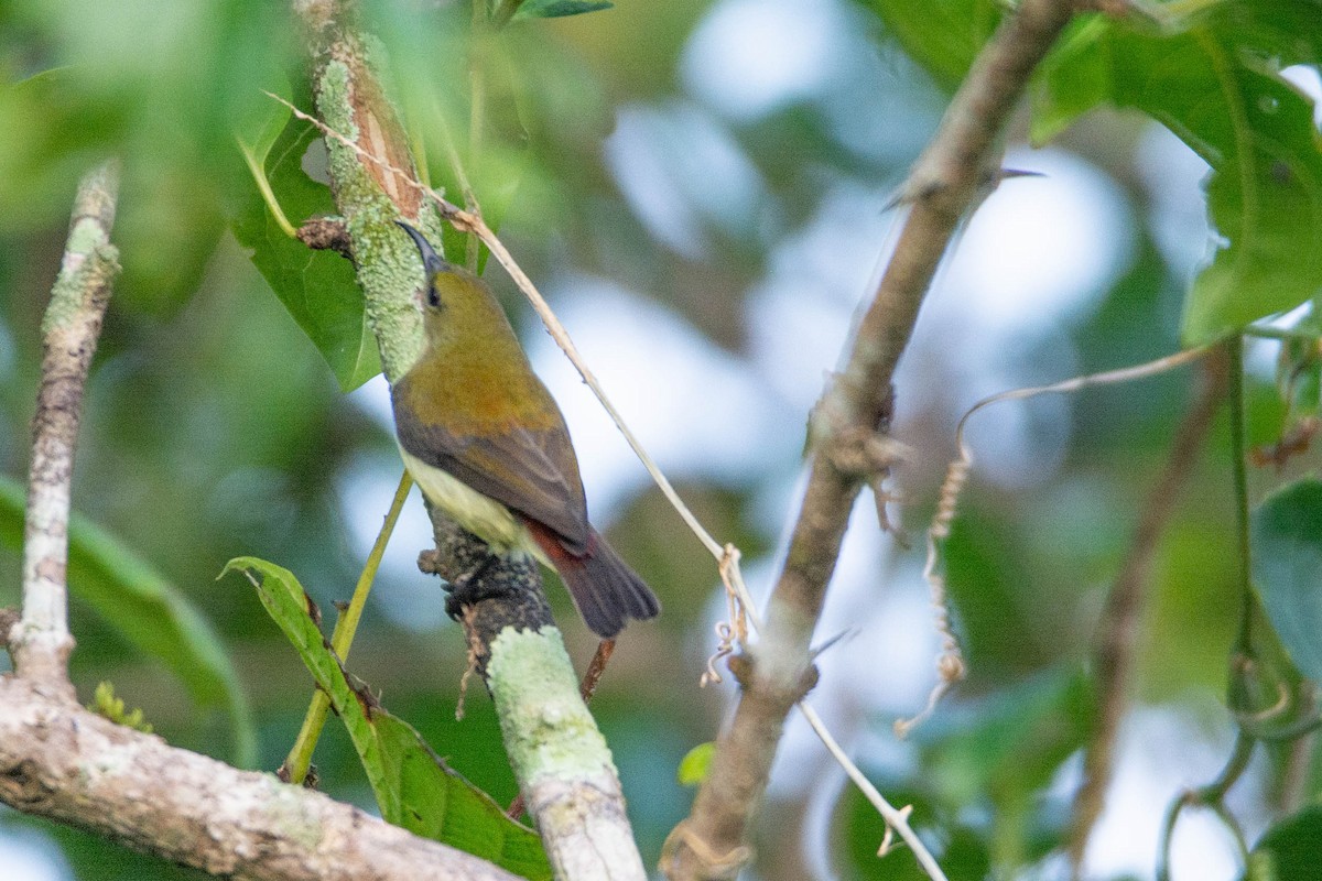 Crimson-backed Sunbird - ML623888715