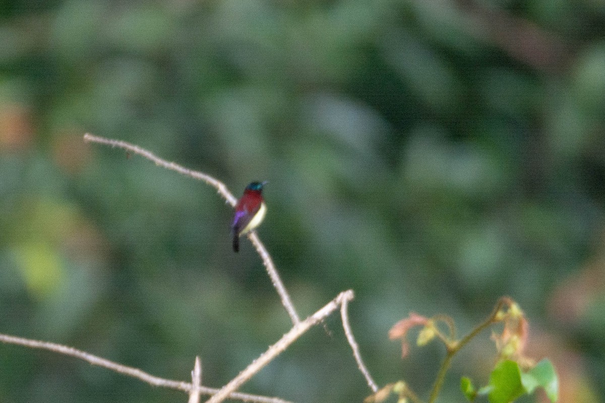 Crimson-backed Sunbird - ML623888716