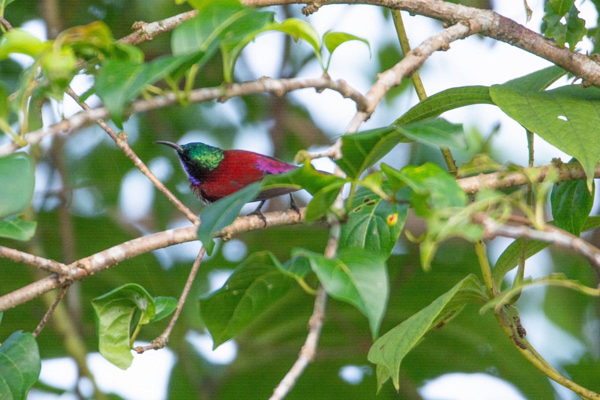 Crimson-backed Sunbird - ML623888717