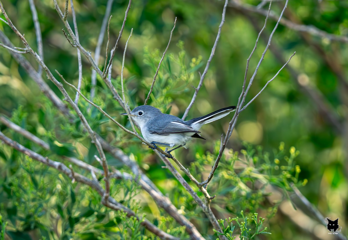 Blue-gray Gnatcatcher - ML623888719