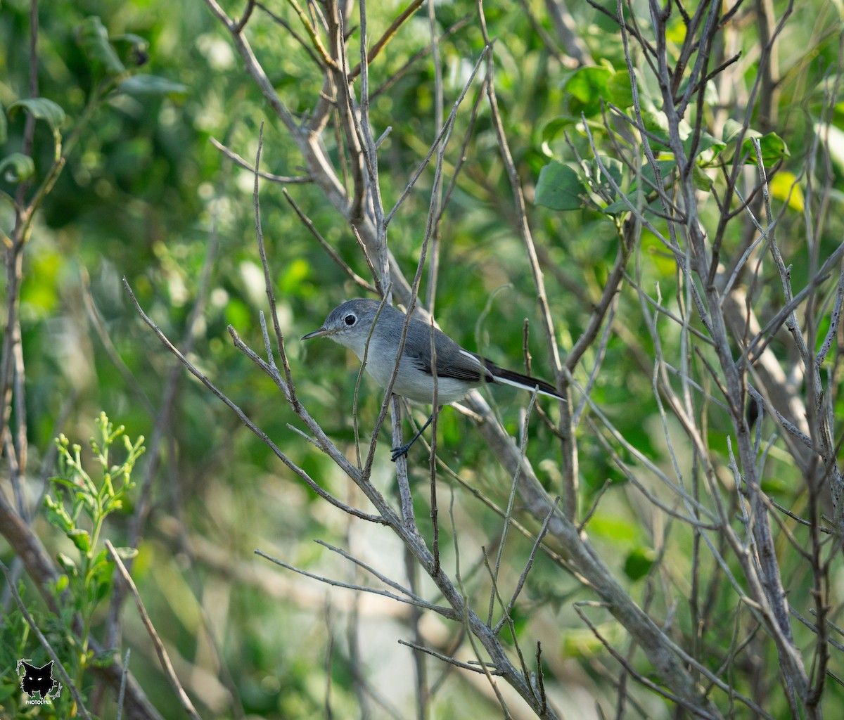 Blue-gray Gnatcatcher - ML623888720