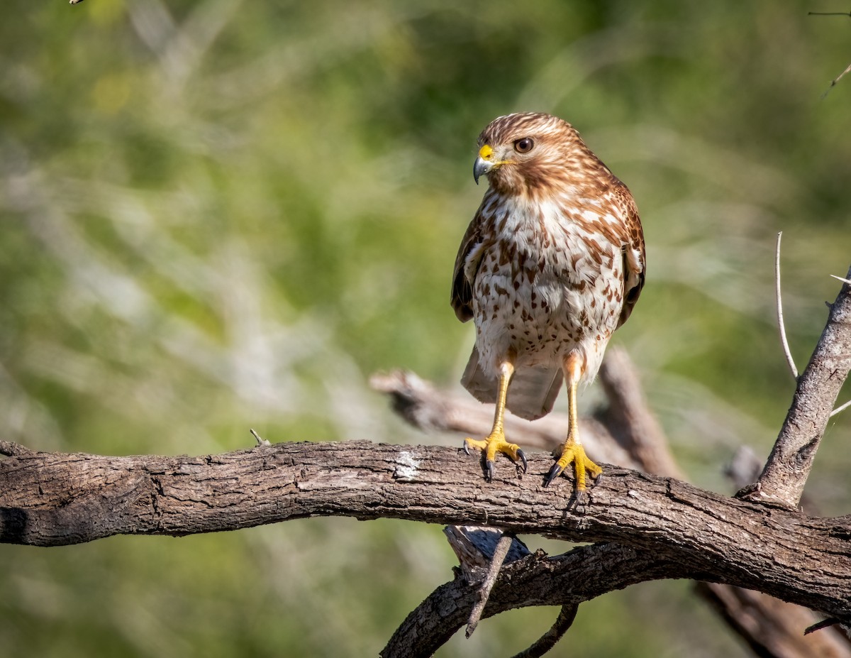 Red-shouldered Hawk - ML623888758