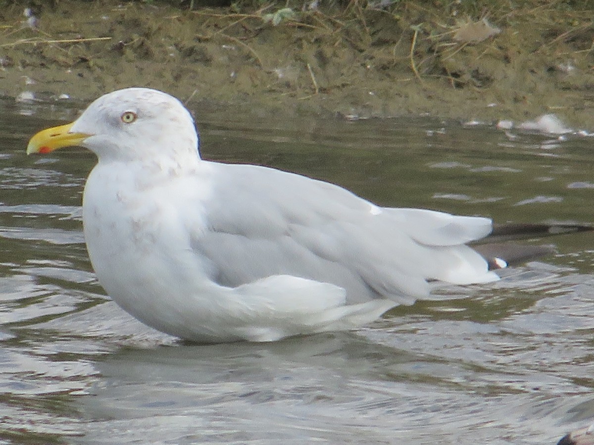 Herring Gull (American) - ML623888780