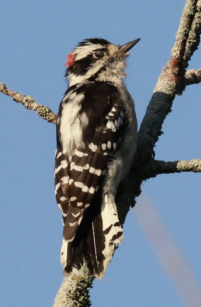 Downy Woodpecker - ML623888798