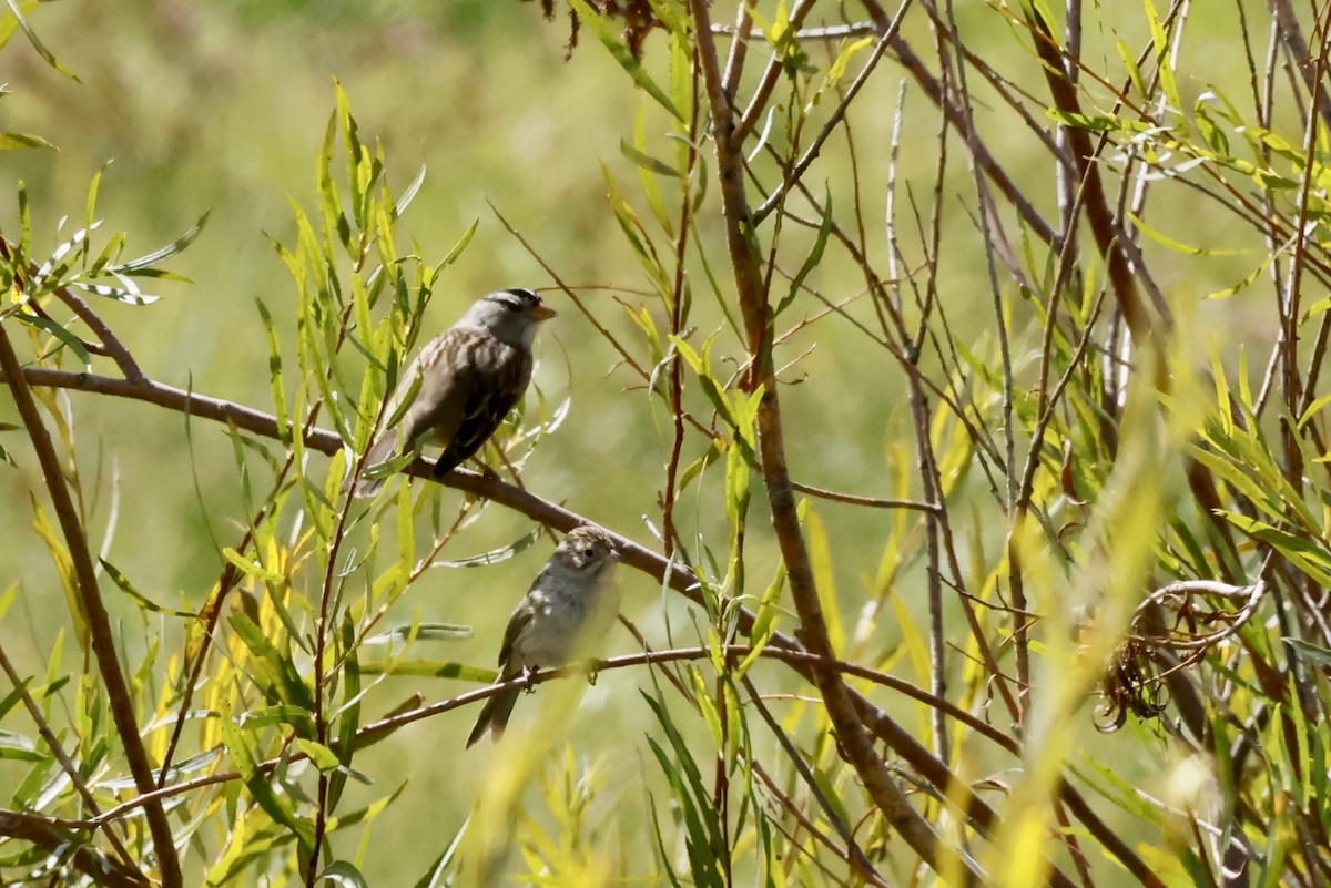 White-crowned Sparrow - ML623888827