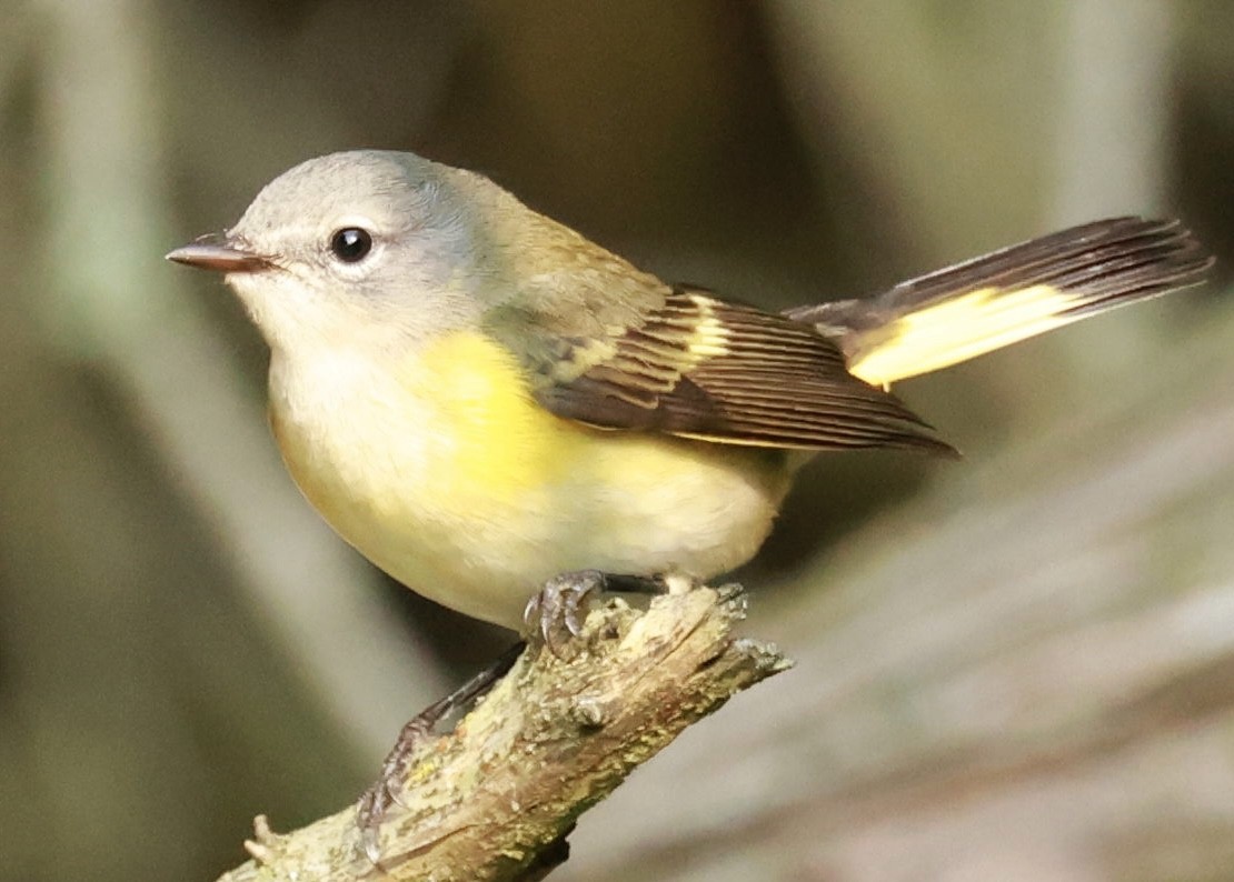 American Redstart - ML623888853