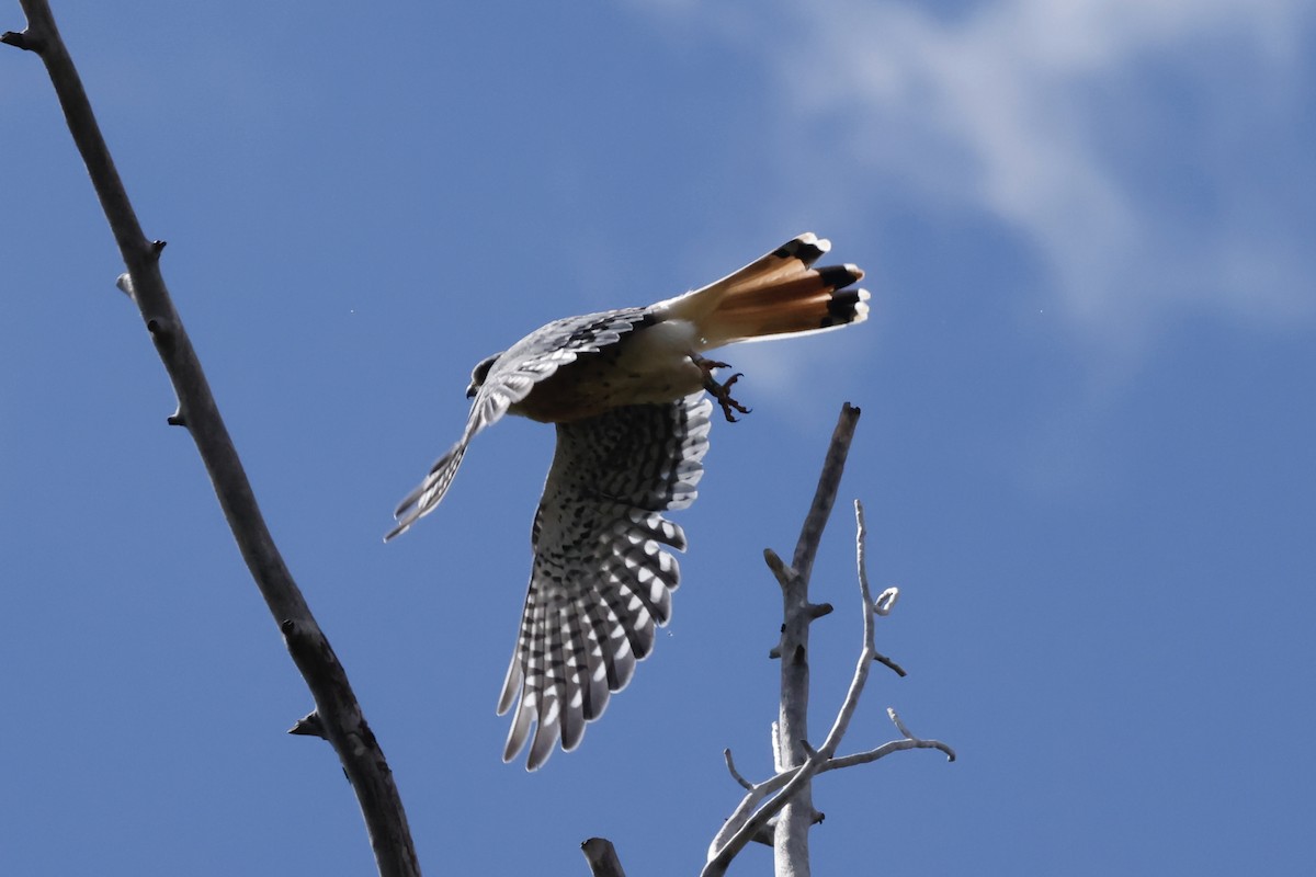 アメリカチョウゲンボウ - ML623888859