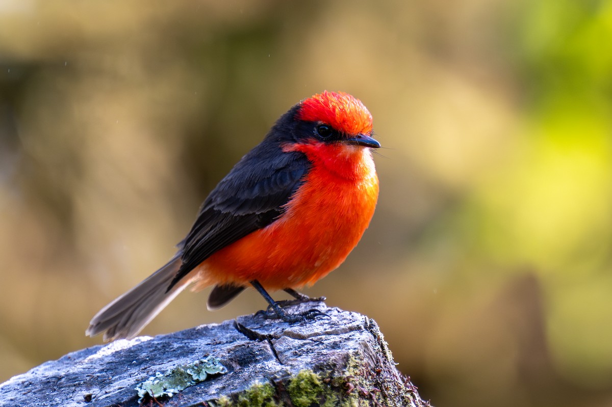 Brujo Flycatcher (Galapagos) - ML623888866