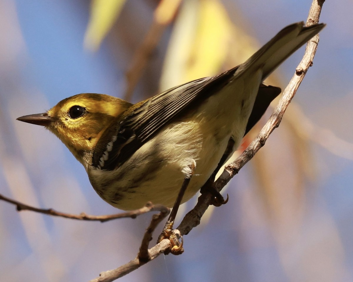 Black-throated Green Warbler - ML623888869