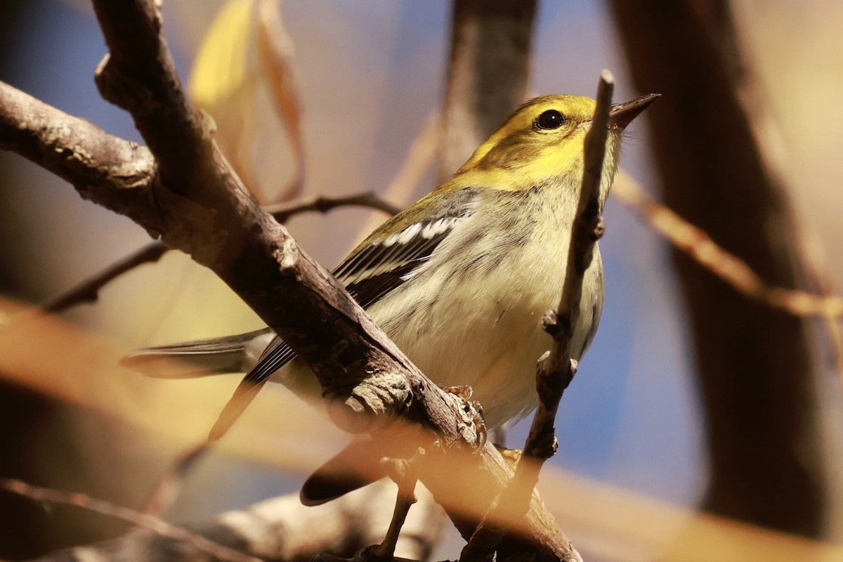 Black-throated Green Warbler - ML623888870