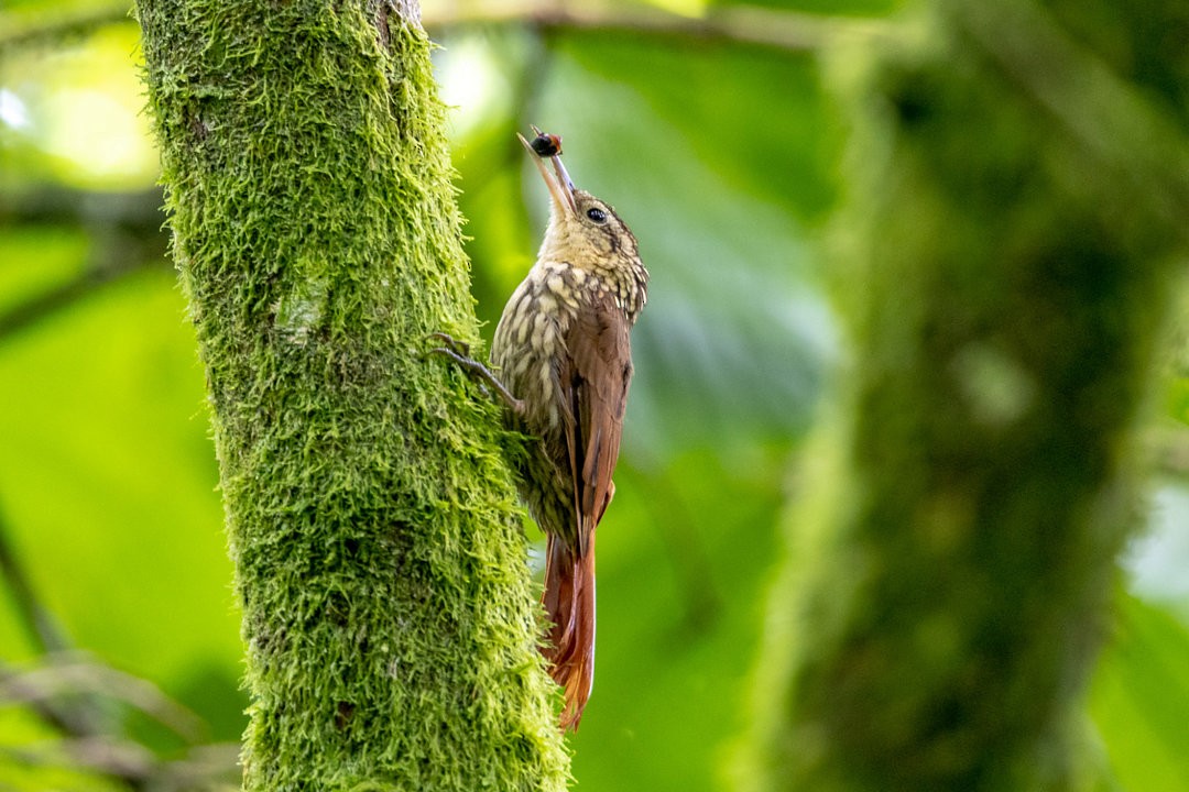 Lesser Woodcreeper - ML623888871