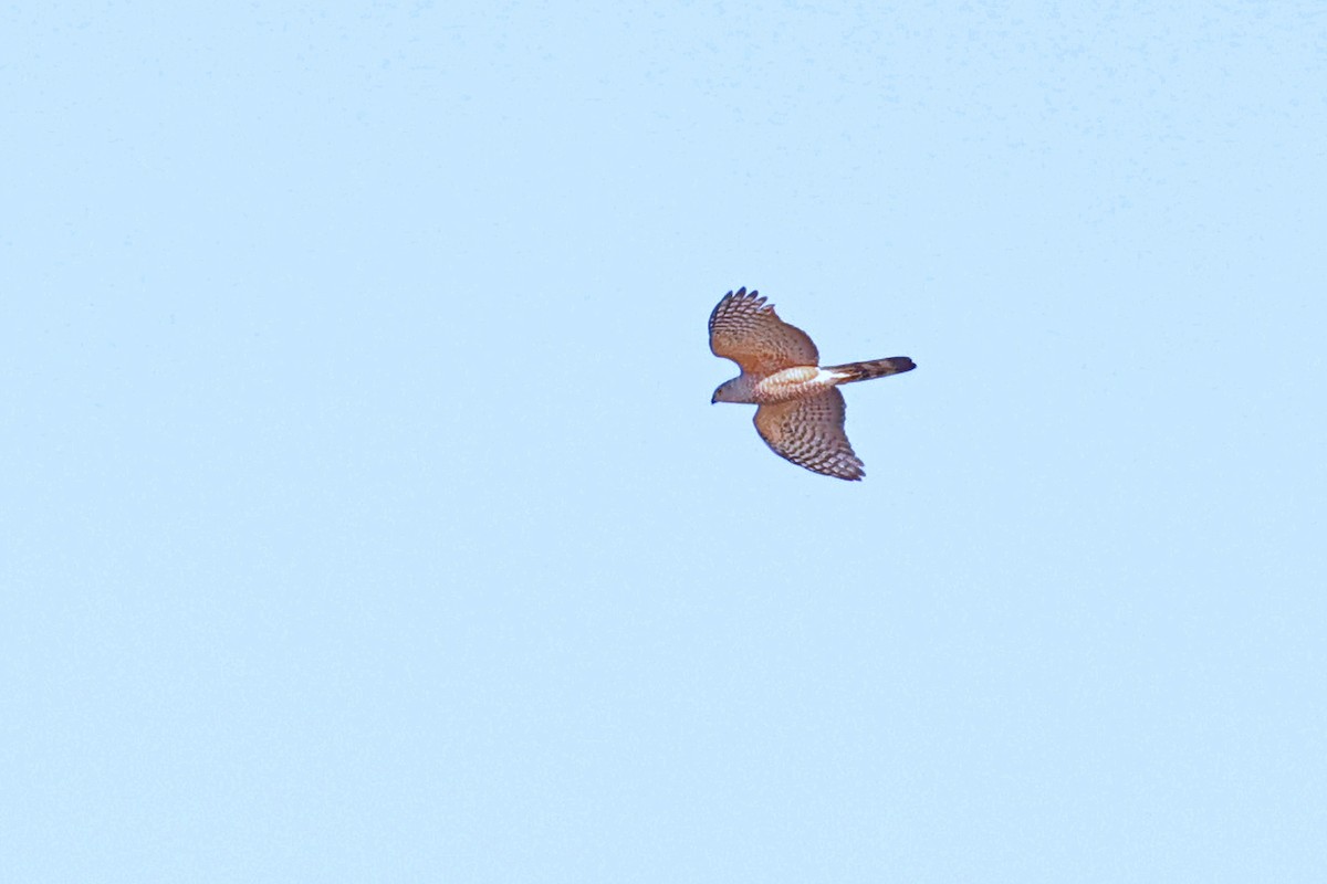 Sharp-shinned Hawk (Rufous-thighed) - ML623888872