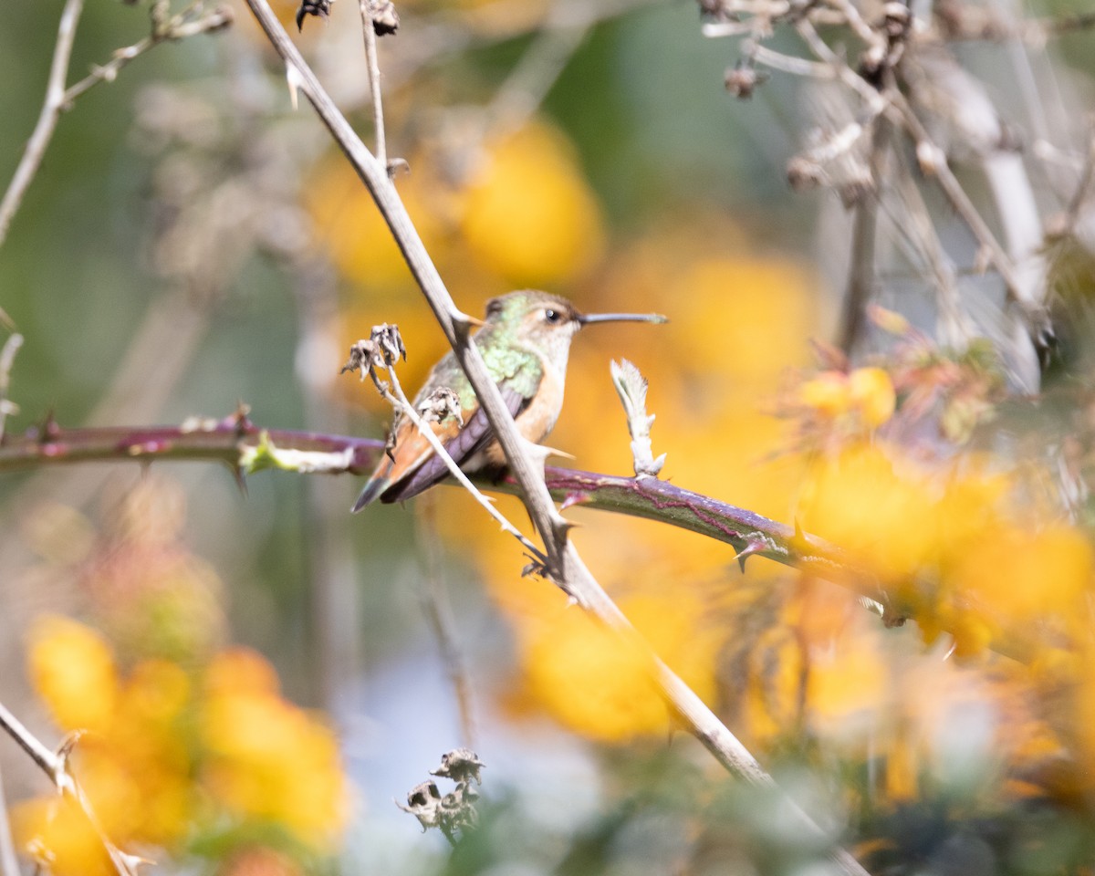 Rufous Hummingbird - ML623888874