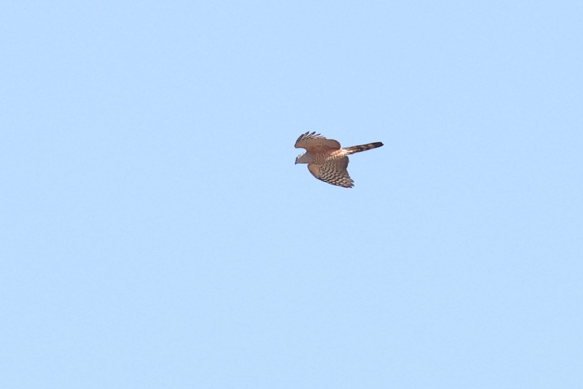 Sharp-shinned Hawk (Rufous-thighed) - ML623888876