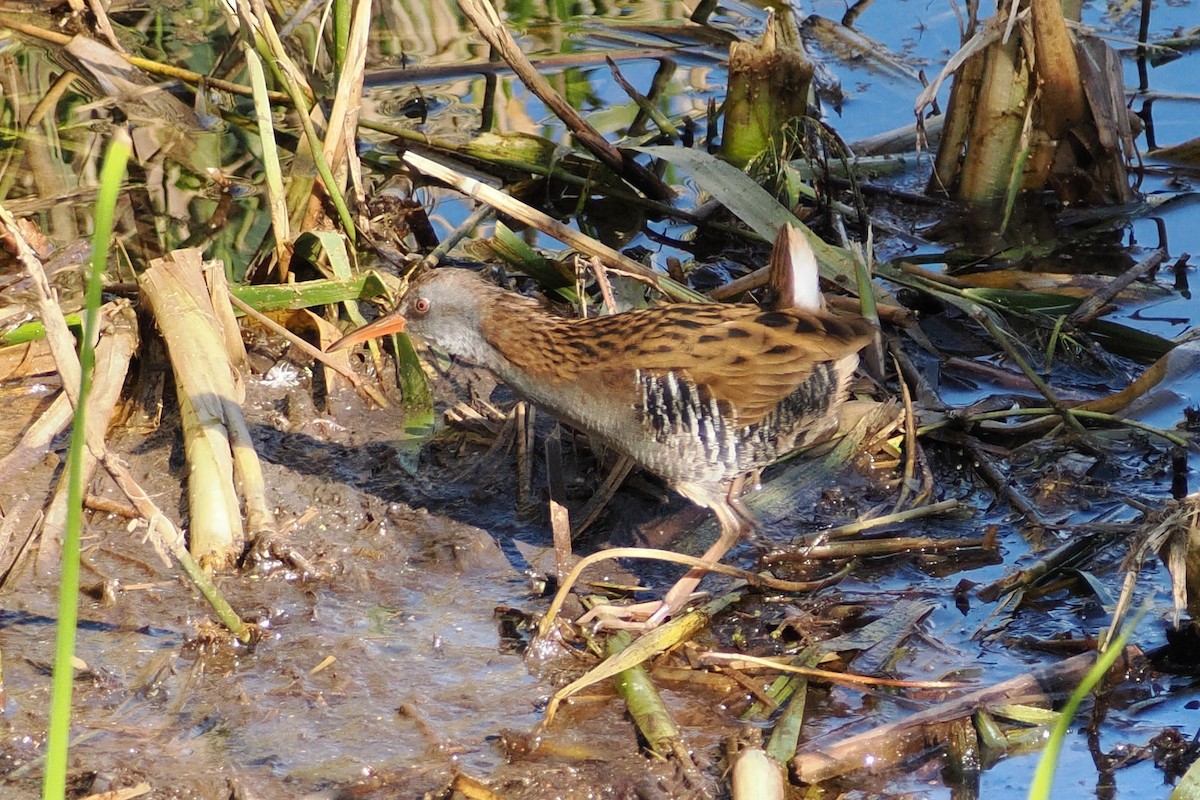 Water Rail - ML623888895