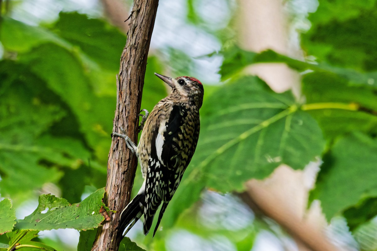 Yellow-bellied Sapsucker - ML623888899