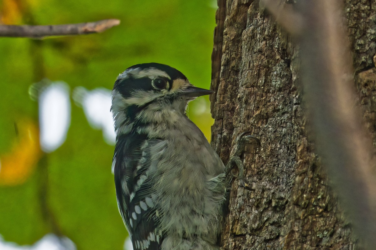 Downy Woodpecker - FELIX-MARIE AFFA'A