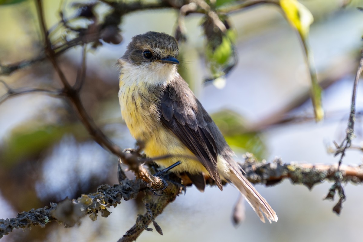 Brujo Flycatcher (Galapagos) - ML623888910