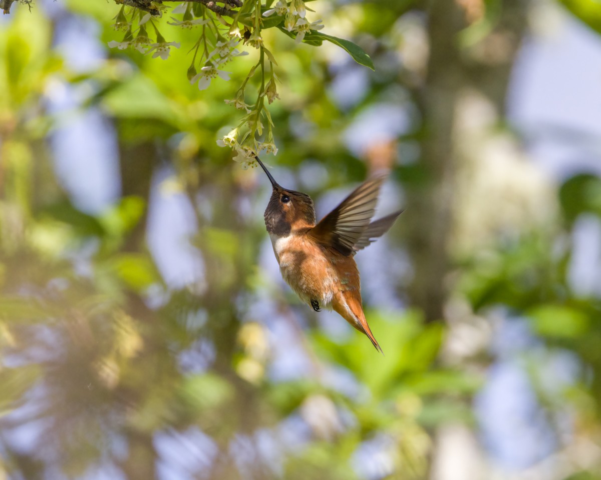 Rufous Hummingbird - ML623888914