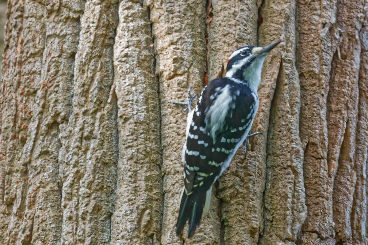 Hairy Woodpecker - ML623888917