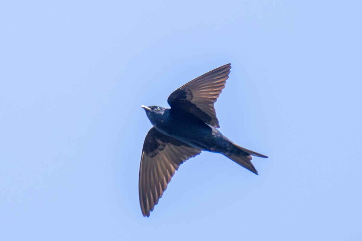 Galapagos Martin - ML623888921