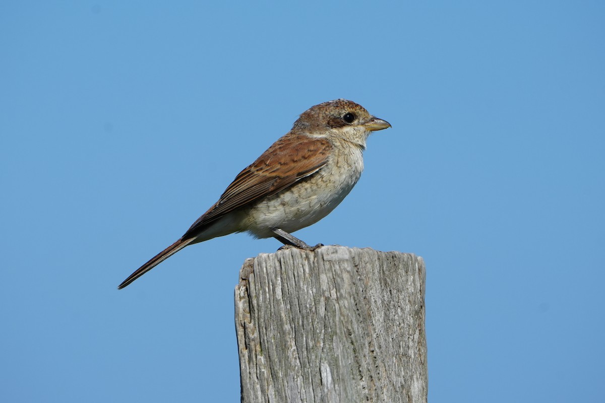 Red-backed Shrike - ML623888924