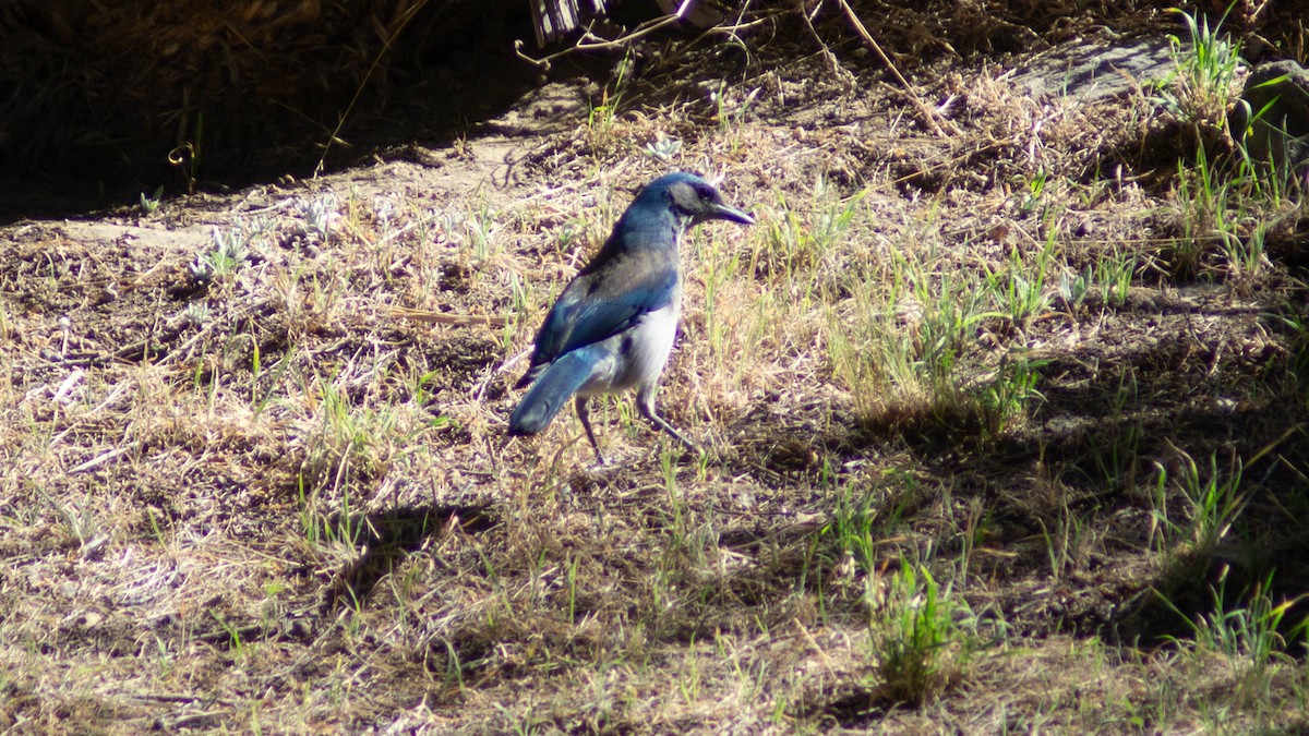 Woodhouse's Scrub-Jay - ML623888925