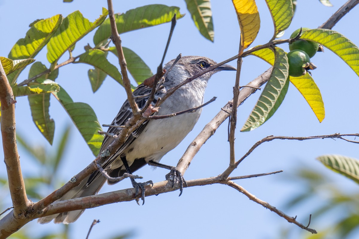 Galapagos Mockingbird - ML623888928