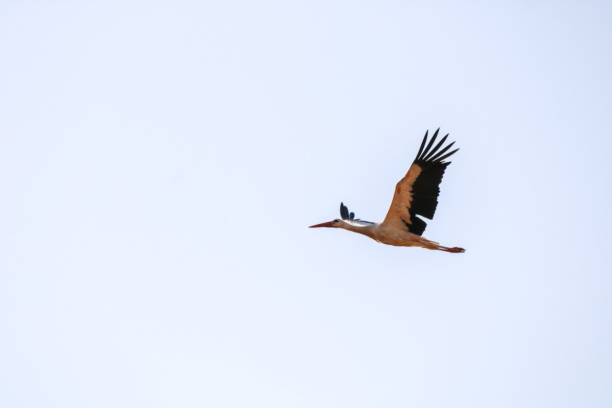 White Stork - ML623888932