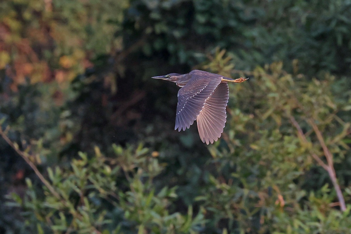 Striated Heron (South American) - ML623888934