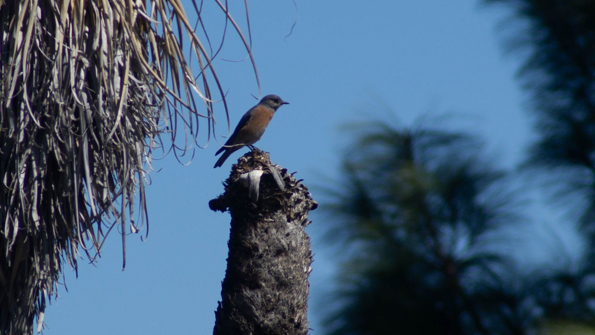 Western Bluebird - ML623888941