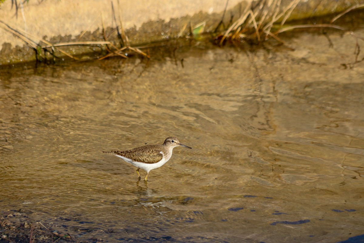 Common Sandpiper - ML623888942