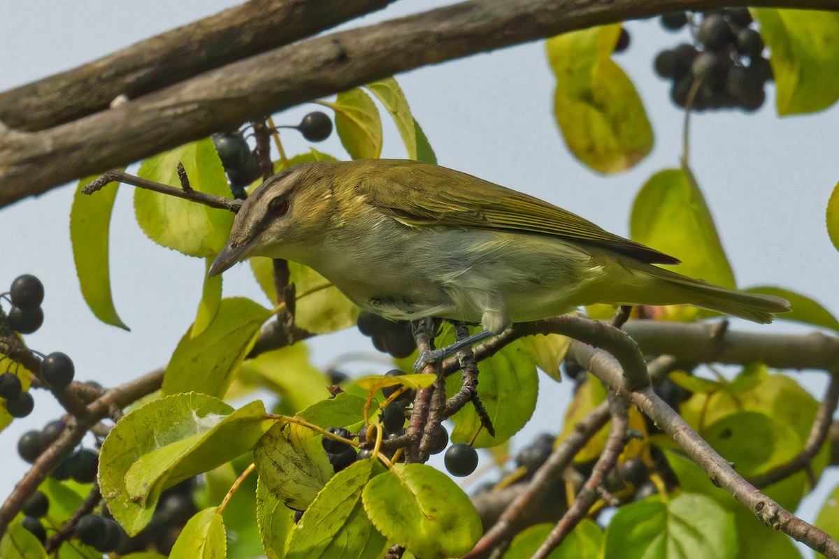 Red-eyed Vireo - ML623888953