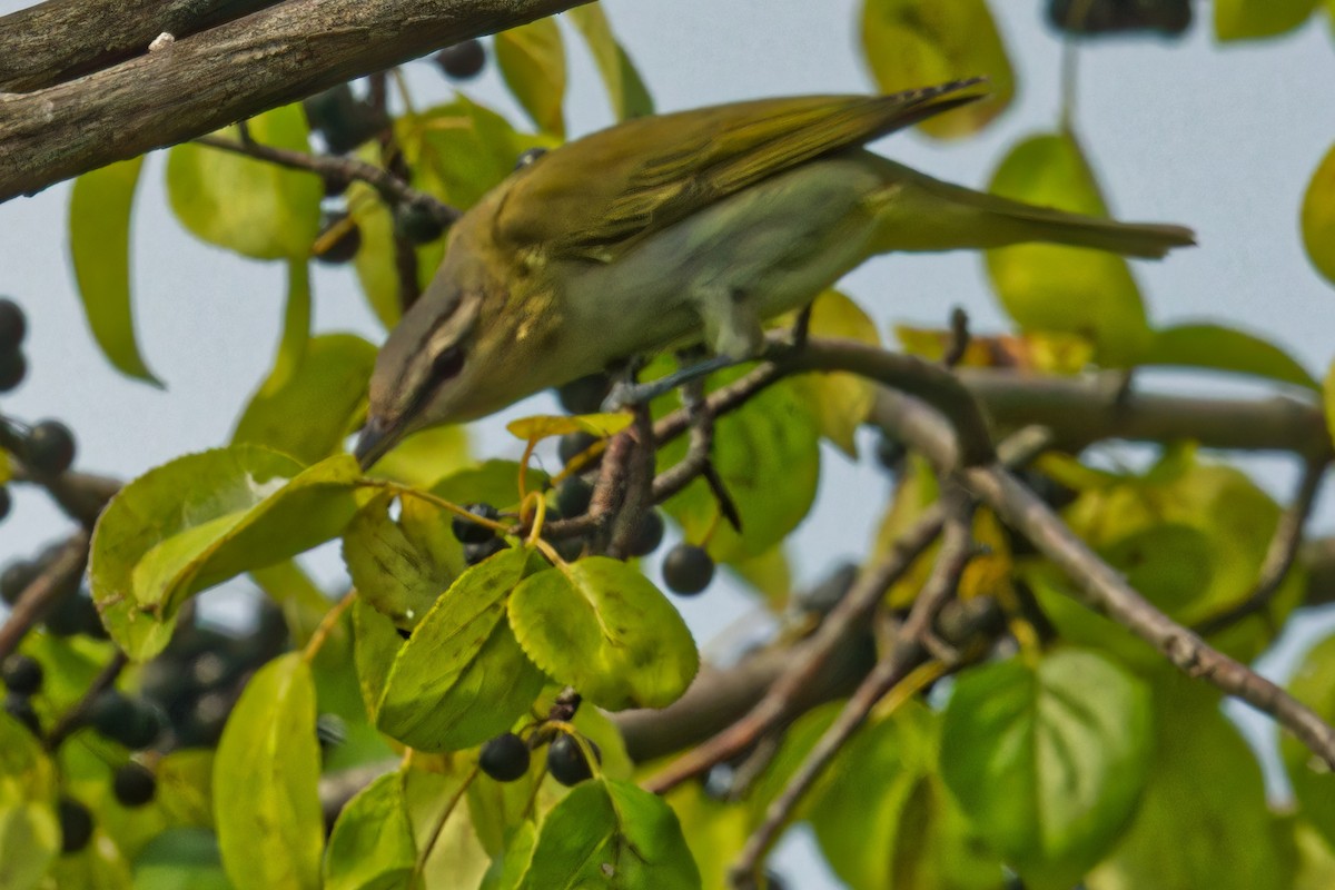 Red-eyed Vireo - ML623888955