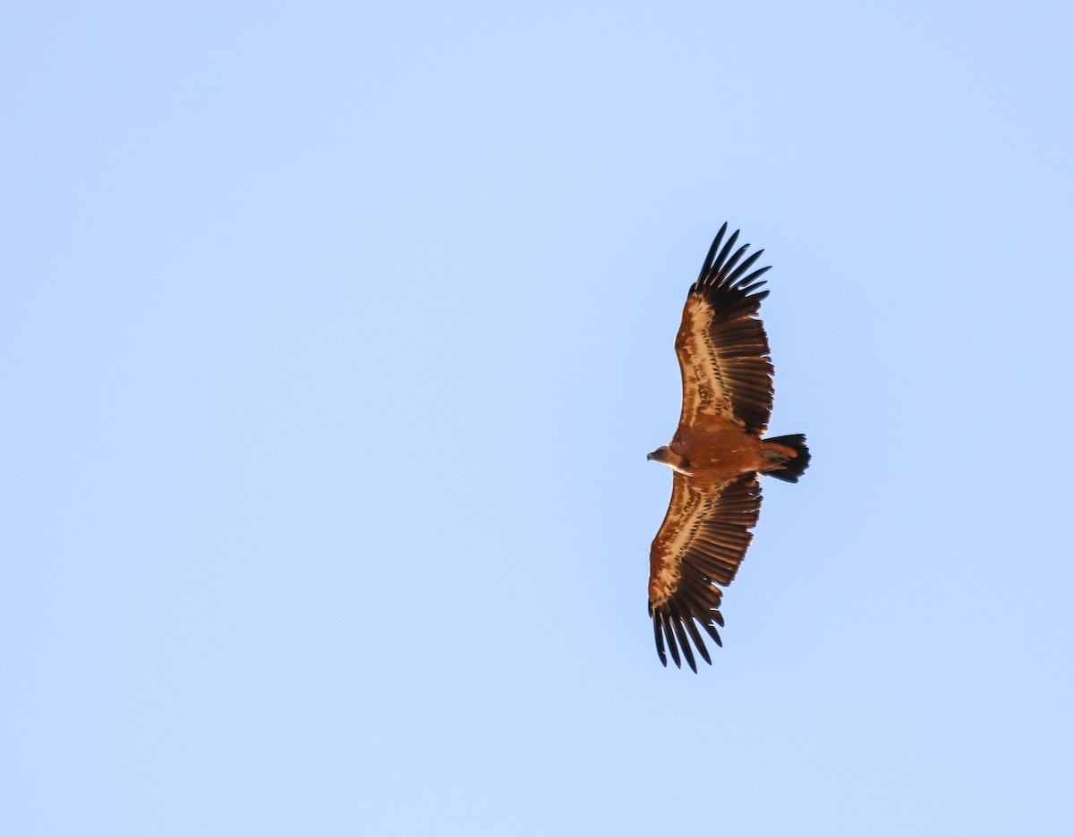 Eurasian Griffon - ML623888960