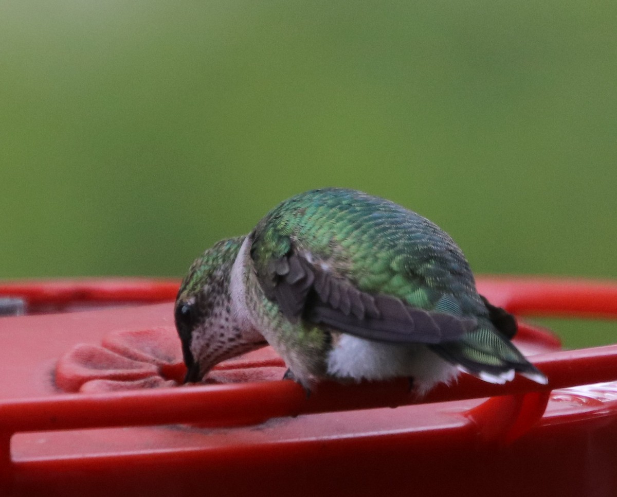 Ruby-throated Hummingbird - Betty Thomas