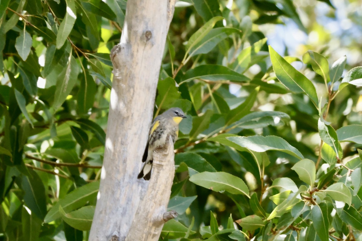 Yellow-rumped Warbler - ML623888964