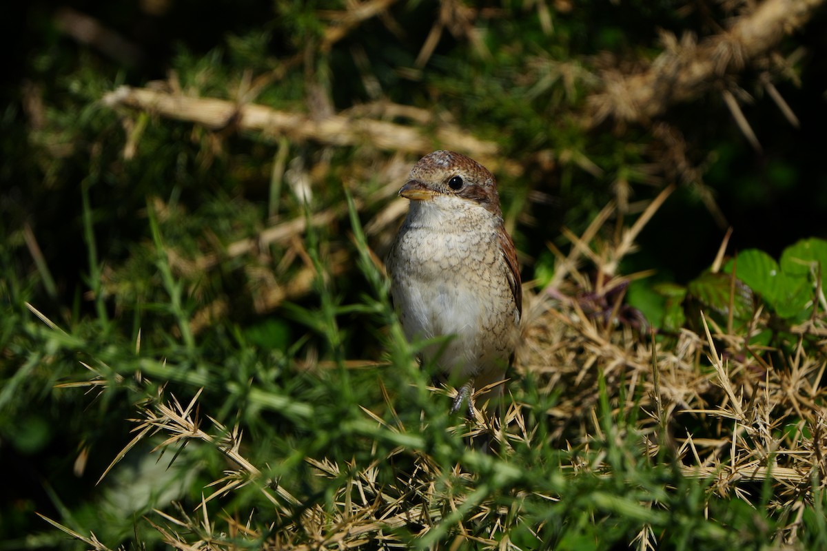 Red-backed Shrike - ML623888969