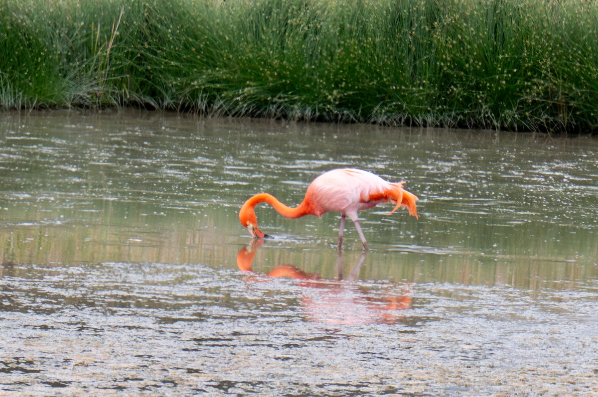 American Flamingo - ML623888972