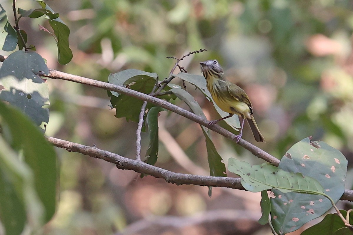 Stripe-necked Tody-Tyrant - ML623888973