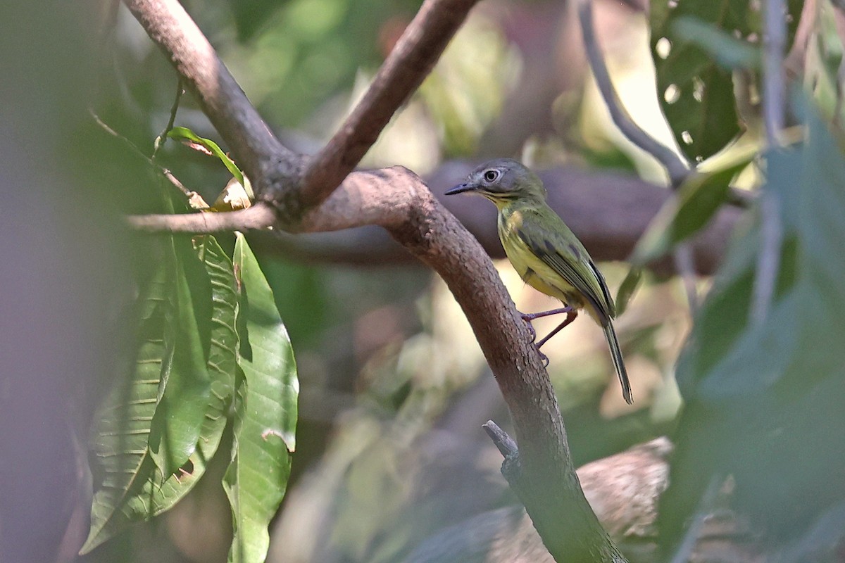 Stripe-necked Tody-Tyrant - ML623888976